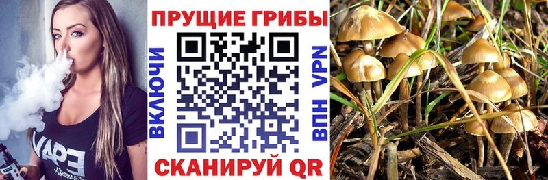 Псилоцибиновые грибы Psilocybe  Ессентукская 